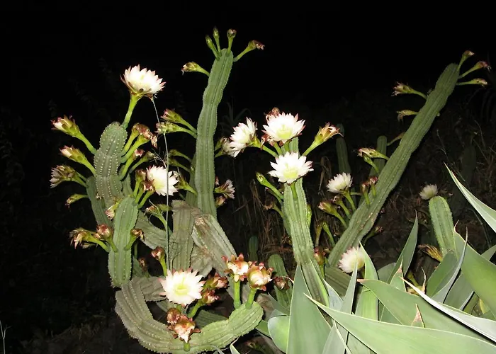 Pomelia דירה ליפארי