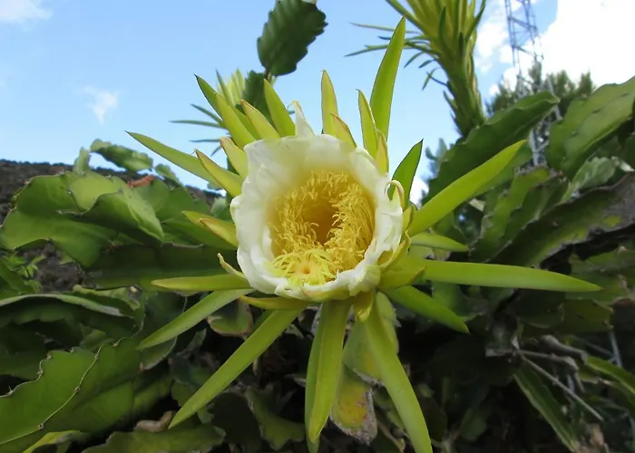 Pomelia * ליפארי