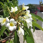 Pomelia Lägenhet