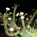 Pomelia Lägenhet Lipari (Isola Lipari)