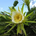 Pomelia * Lipari (Isola Lipari)