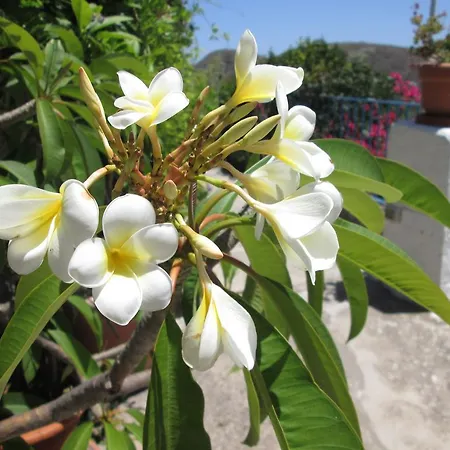 Pomelia 아파트