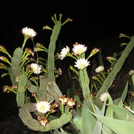 Pomelia Lejlighed Lipari (Isola Lipari)