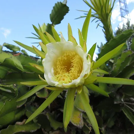 Pomelia * Lipari (Isola Lipari)